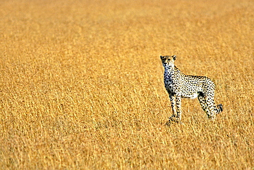 A female cheetah (Acinonyx Jubatus) in the Masai Mara game reserve, Kenya, East Africa, Africa