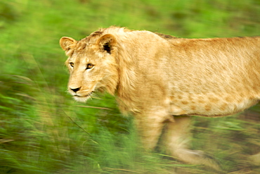 A lion in Kidepo Valley National Park in northern Uganda.