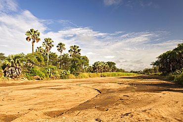 The dry bed of the Kidepo river in Kidepo Valley National Park in northern Uganda.