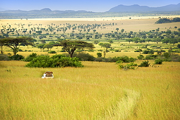 Landcruiser driving across the plains of Kidepo Valley National Park in northern Uganda.