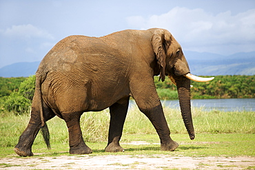 African elephant (loxodonta africana) in Murchison Falls National Park in Uganda.