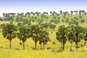 Borassus palm forest in Murchison Falls National Park in Uganda.