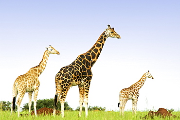 Giraffes in Murchison Falls National Park in Uganda.