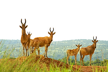 Jackson's hartebeest in Murchison Falls National Park in Uganda.