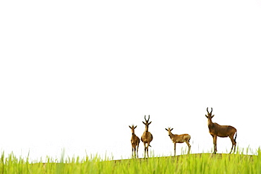 Jackson's hartebeest in Murchison Falls National Park in Uganda.