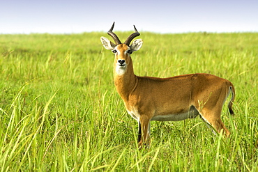 Kob (Kobus kob thomasi) in Murchison Falls National Park in Uganda.