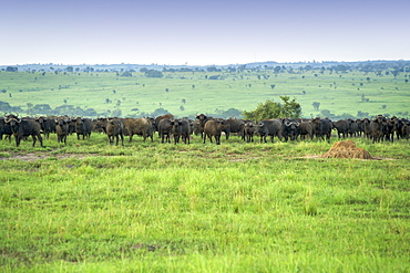 Herd of buffalo in Murchison Falls National Park in Uganda.