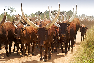 Ankole cattle on a dirt road in Uganda.