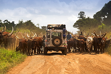 Land Rover Defender driving through a herd of Ankole cattle on a dirt road in Uganda.