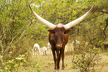 Ankole cattle in western Uganda.