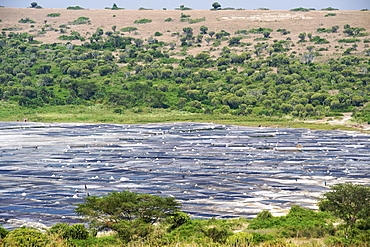 Ugandans harvesting salt in the Bunyampaka salt lake in the Kasenyi reserve in Queen Eizabeth National Park in western Uganda.