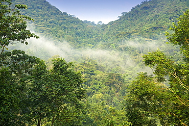 View of the rainforests of Bwindi Impenetrable National Park in southern Uganda.