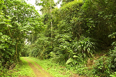 Walking trail in the rainforests of Bwindi Impenetrable National Park in southern Uganda.