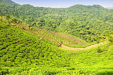 View across tea plantations and agricultural land bordering Bwindi Impenetrable National Park in southern Uganda.