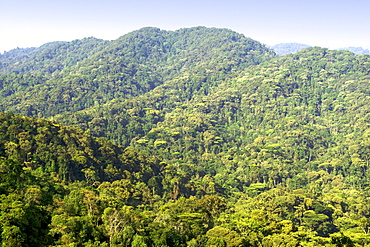 View across the forests in Bwindi Impenetrable National Park in southern Uganda.