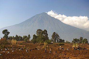 Grey Crowned Cranes (Balearica regulorum) in front of Mount Muhavura, one of three peaks in the Mgahinga Gorilla National Park in southern Uganda. The grey crested crane is the national bird of Uganda. Mt Muhavura forms part of the Virungas mountains.