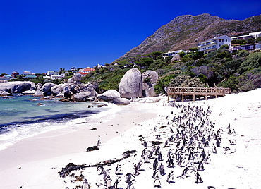 Penguins on Boulders Beach near Cape Town, South Africa, Africa