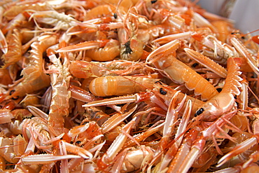 Langoustines for sale in the fish market in Santiago de Compostella in the A Corun~a province of Spain's Galicia region.