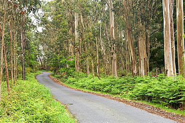 Road through a eucalyptus forest in the A Corun~a province of Spain's Galicia region.