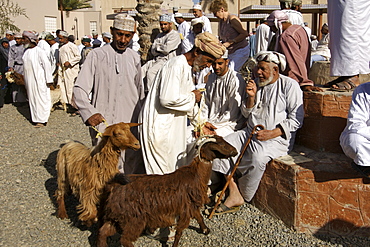 Goats being paraded for sale in the livetsock arena of the Friday market in Nizwa in Oman.