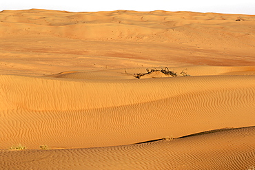 View across Wahiba Sands (Ramlat al Wahaybah) in Oman.