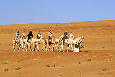 Tourists riding camels in Wahiba Sands or Ramlat al-Wahiba (also called Sharqiya Sands) in Oman.