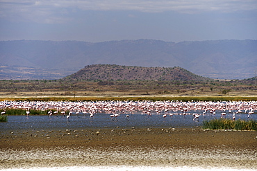 Flamingos on Lake Elementaita near Nakuru in western Kenya