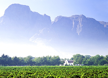 Boschendal Vineyards, Franschhoek region, Western Cape Province, South Africa, Africa