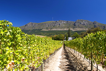 View of the manor house and vineyards at the Buitenverwagting wine estate in Constantia, Cape Town, South Africa.