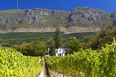 View of the manor house and vineyards at the Buitenverwagting wine estate in Constantia, Cape Town, South Africa.