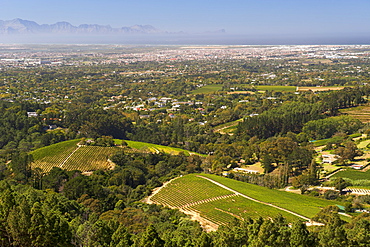 View of vineyards in the Constantia area of Cape Town's southern suburbs in South Africa.