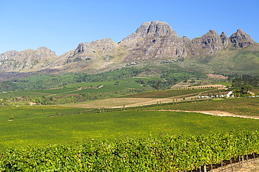 View across vineyards of the Ernie Els and neighbouring wine farms in the Stellenbosch district, Western Cape Province, South Africa.