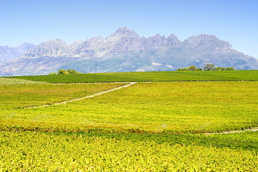 View across vineyards of the Stellenbosch district, Western Cape Province, South Africa.