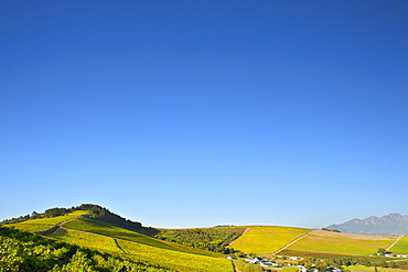 View across vineyards of the Stellenbosch district, Western Cape Province, South Africa.