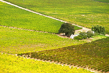 View across vineyards of the Stellenbosch district, Western Cape Province, South Africa.