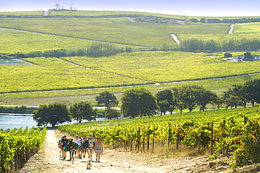 Ingrid and Luca Bein leading visitors on a picnic walk with their two donkeys through the vineyards of Bein and neighbouring wine estates in Stellenbosch, Western Cape, South Africa.