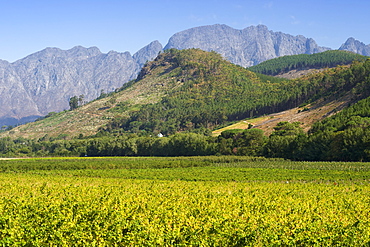 Vineyards in the Franschhoek valley, Western Cape Province, South Africa.