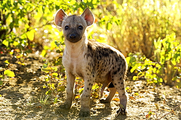 A spotted or laughing hyena cub (Crocuta crocuta) in the Kruger National Park.