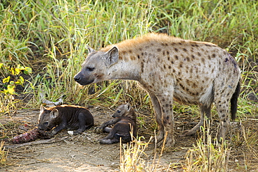 A spotted or laughing hyena (Crocuta crocuta) with her cubs at a carcass in the Kruger National Park.