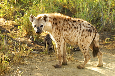 A spotted or laughing hyena (Crocuta crocuta) in the Kruger National Park.