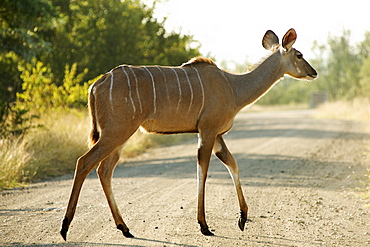 A female kudu (Tragelaphus strepsiceros) crossing a road in South Africa's Kruger National Park.