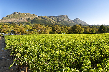 View of Devil's Peak and the back of Table Mountain in Cape Town, South Africa. The vineyards of the Groot Constantia wine estate can be seen in the foreground.