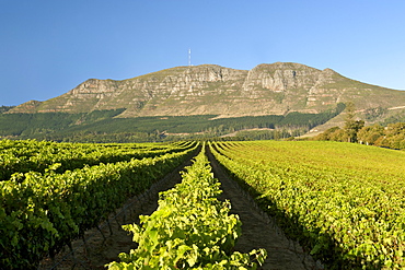 Elephant's Eye mountain and the vineyards of the Groot Constantia wine estate in Cape Town, South Africa.