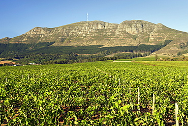 Elephant's Eye mountain and the vineyards of the Groot Constantia wine estate in Cape Town, South Africa.