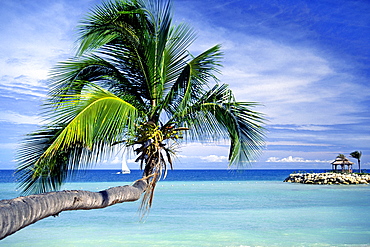 A palm tree, a sailing boat and the Caribbean Sea on the coast of Antigua, West Indies, Caribbean, Central America