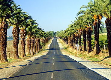 A palm-lined road in the Barossa Valley of South Australia, Australia, Pacific