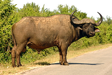 A buffalo (Syncerus caffer) in the Addo Elephant Park in South Africa.