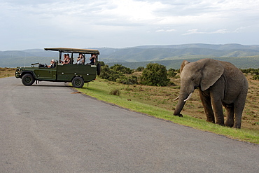 An elephant (Loxodonta africana) and a game viewing vehicle in the Addo Elephant Park in South Africa.