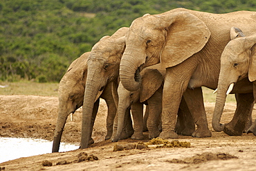 Herd of elephants (Loxodonta Africana) at a waterhole in the Addo Elephant National Park in South Africa's Eastern Cape Province.