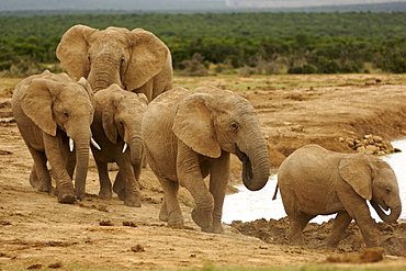 Herd of elephants (Loxodonta Africana) at a waterhole in the Addo Elephant National Park in South Africa's Eastern Cape Province.